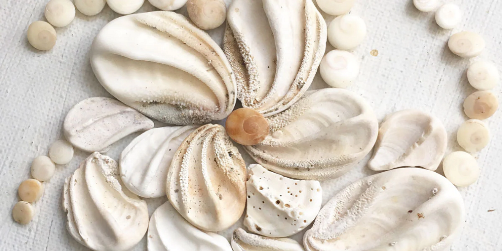 What are Operculum Shells and Tell their benefits?